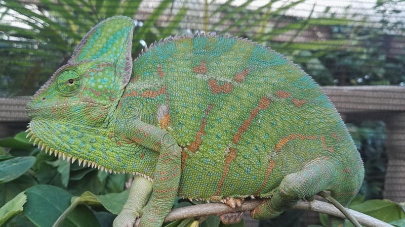 Veiled Jewels